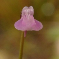 Utricularia uliginosa Vahl